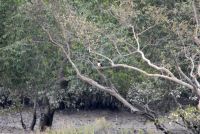 SUNDERBANS (57)