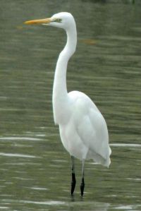 SUNDERBANS (65)