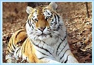 TIGER WILDLIFE TOUR