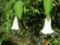 WHITE FLOWERS