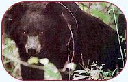 WILD BEAR BONDLA WILDLIFE SANC