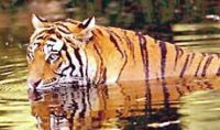 WILDLIFE TIGER