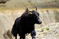 YAK COW HYBRID CALLED DZO