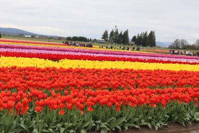 Red tulips close up