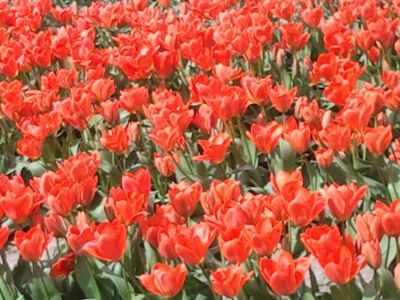 Vibrant orange tulips representing enthusiasm and confidence