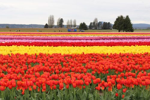 Deep red tulip variety in bloom
