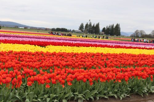 Red tulip field in full spring bloom