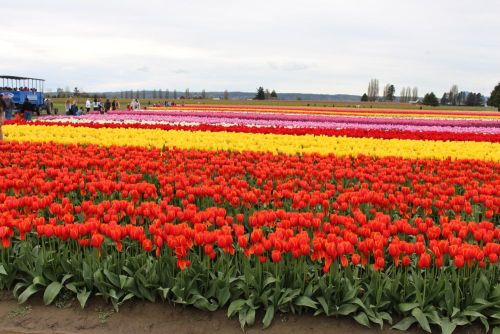 Red tulips growing in a garden border