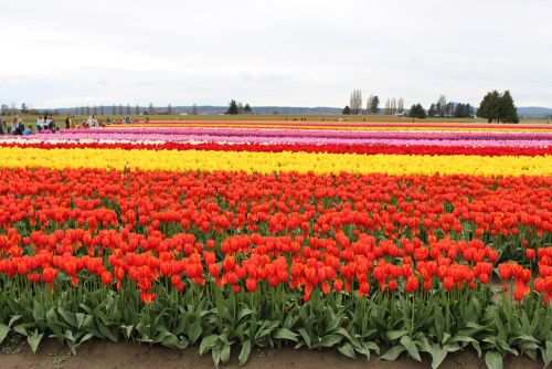 Red tulip field in full bloom at a festival