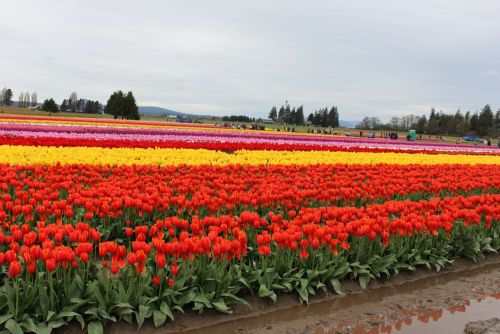 Red tulips and spring planting design