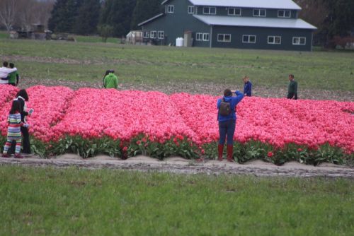 Entryway pink tulips