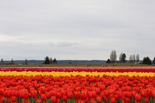 Scarlet-red tulip variety in bright sun