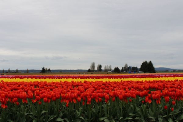 Deep crimson tulips in a formal garden