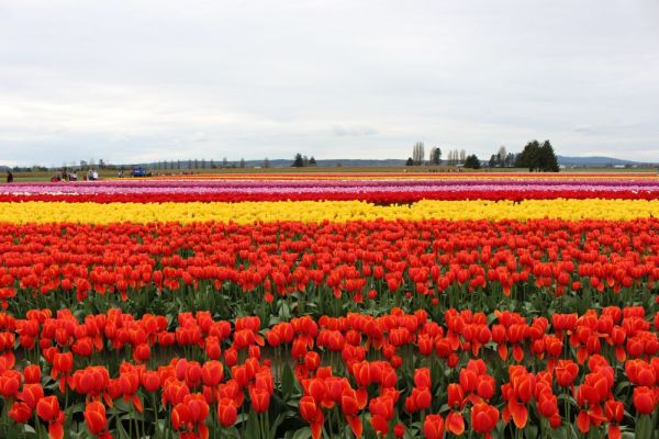 Red tulips