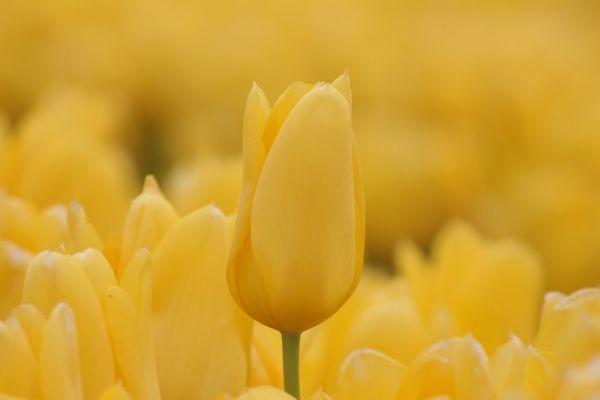 Field of yellow tulips stretching into the distance