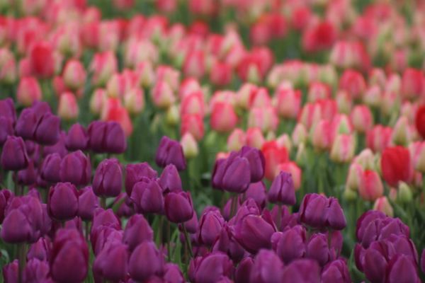 Deep purple tulip blooms in a garden planting