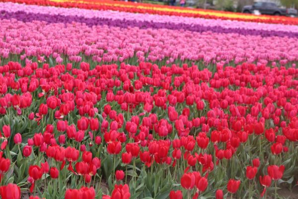Pink tulips in full bloom against a soft background