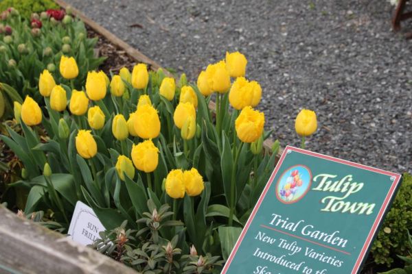 Yellow tulips
