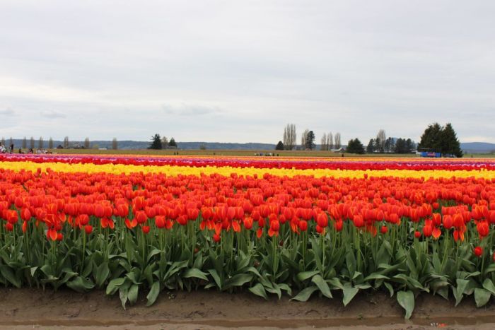 Trimming tulip bulb foliage roots