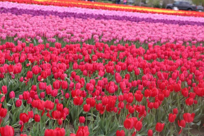 Pink tulips arrangement
