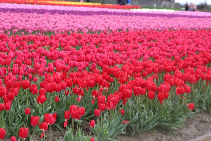 Pink tulips growing in a beautifully tended garden bed