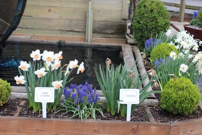 Deep violet-blue tulip variety — the closest nature comes to true blue