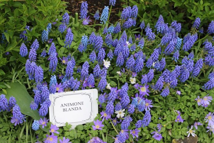 Blue-toned purple tulips in a garden border — mysterious and striking