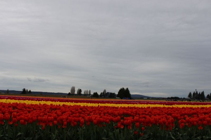 Classic red tulips in a spring border — the iconic image of the season