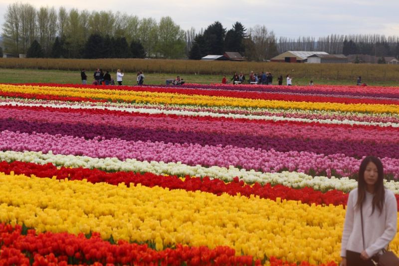 A sweep of golden yellow tulips at peak bloom — the colour of concentrated sunshine