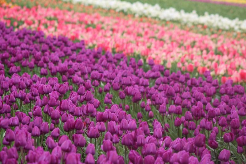 Purple tulips in a formal garden arrangement — regal and dramatic