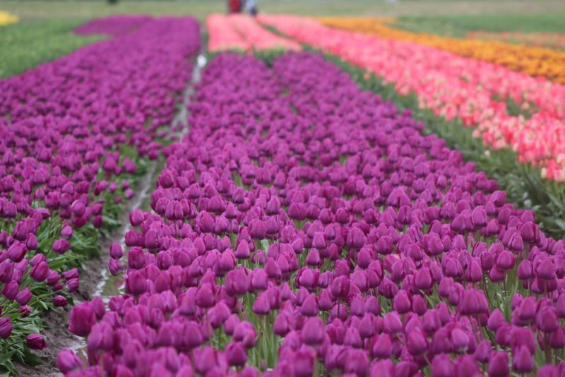 Keukenhof Gardens Netherlands