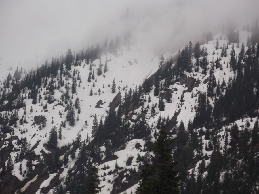 Forested ski terrain