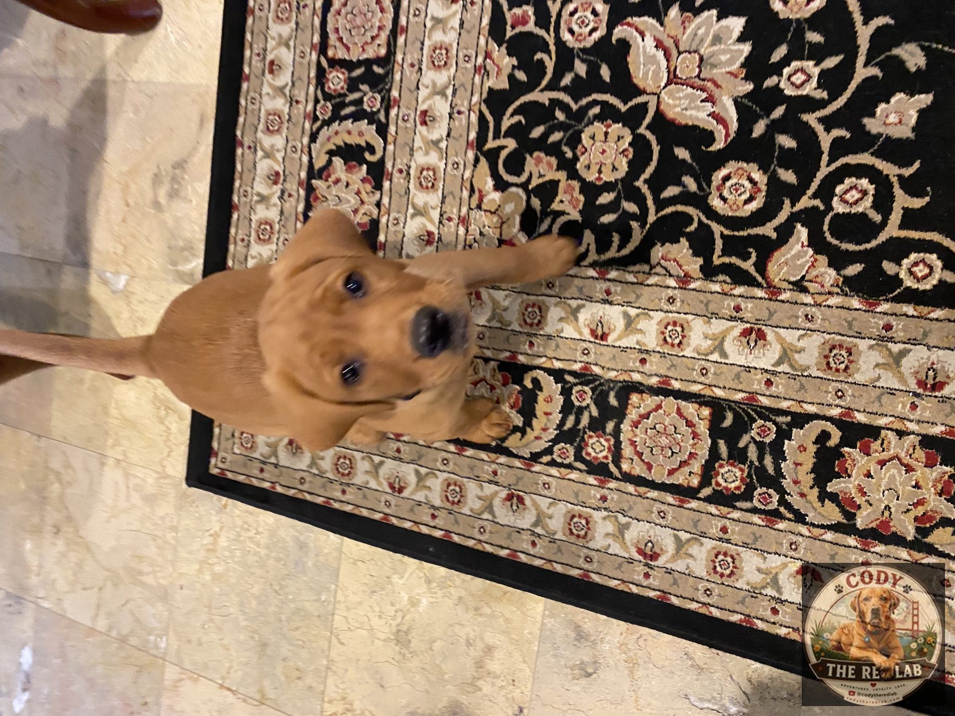 Cody the Red Lab - photo 1