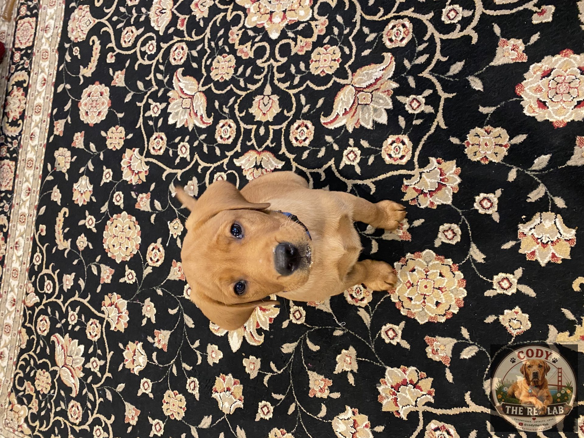 Cody the Red Lab - photo 2