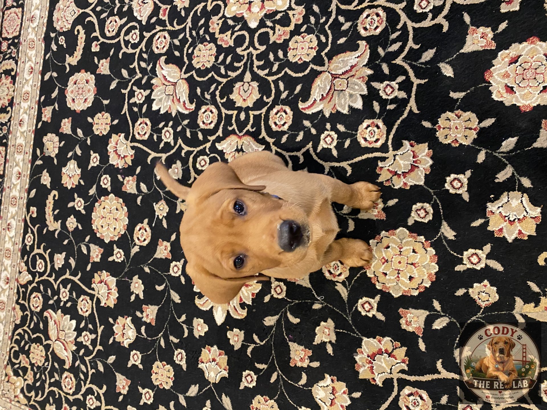 Cody the Red Lab - photo 3
