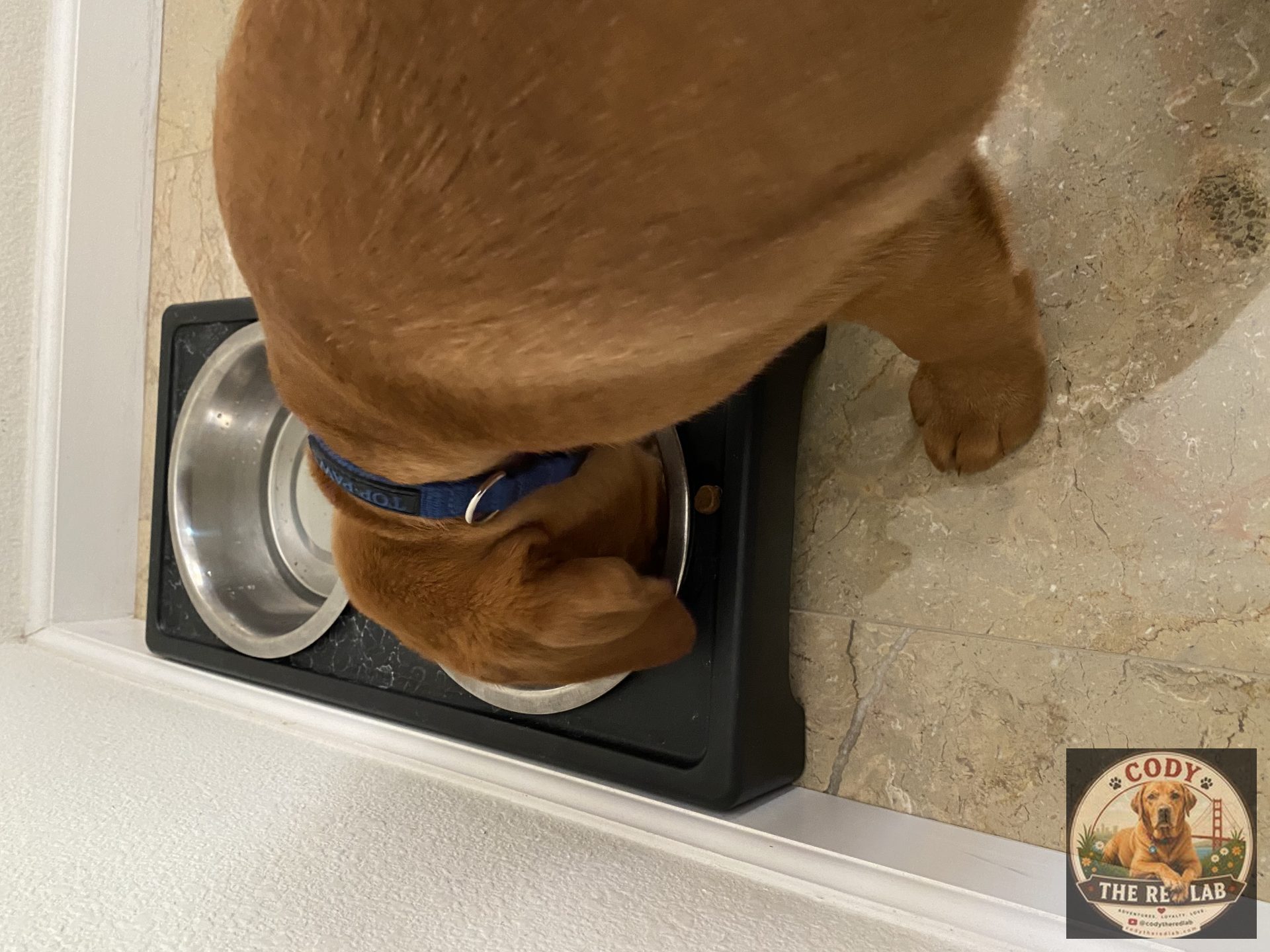 Cody the Red Lab - photo 4