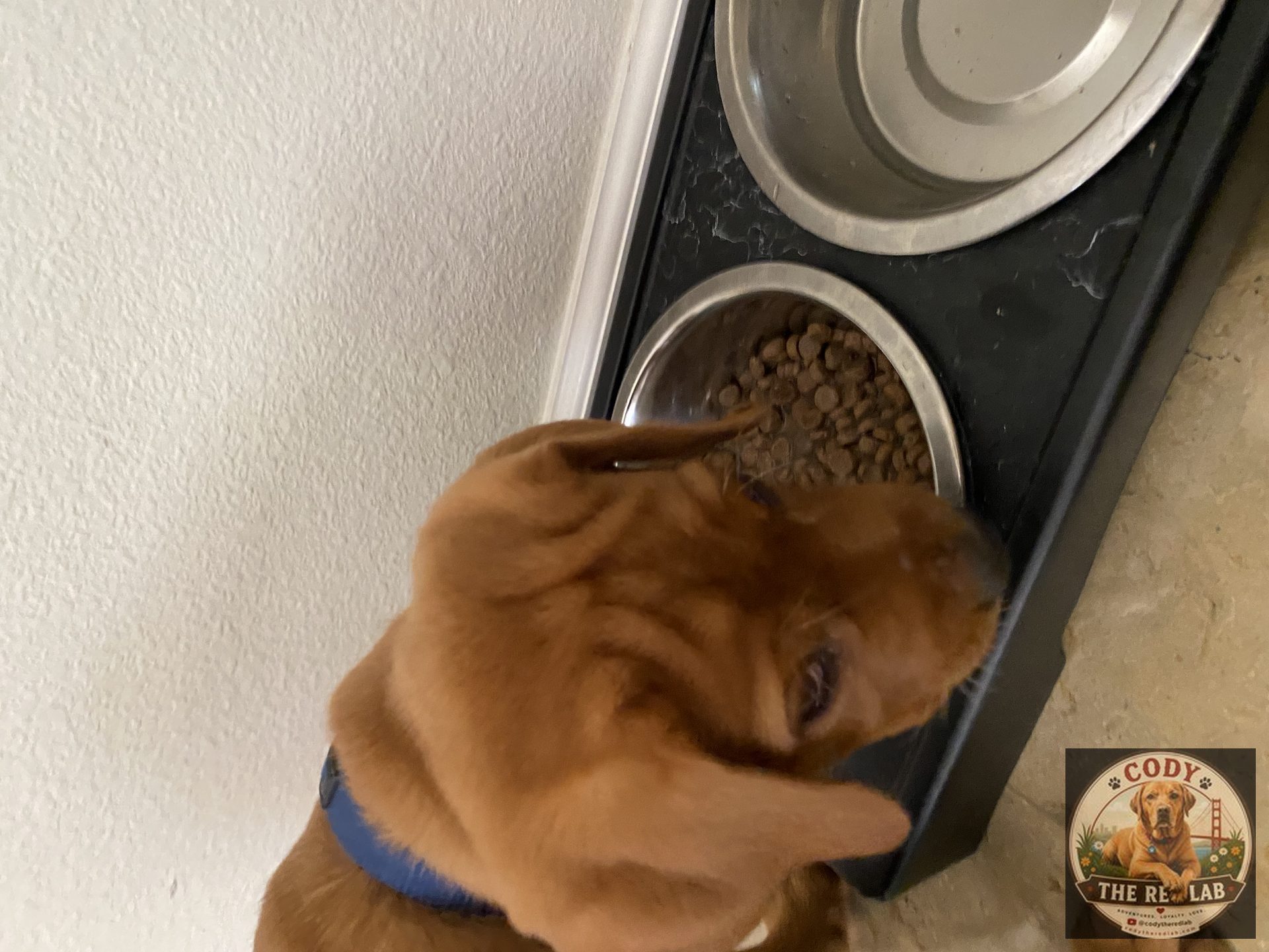 Cody the Red Lab - photo 5