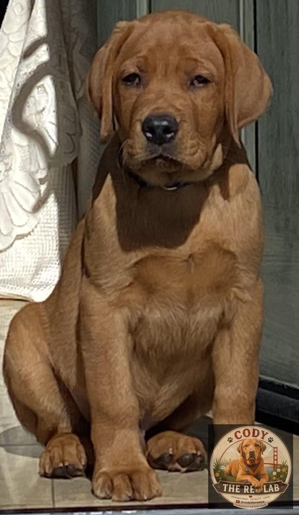 Cody the Red Lab - photo 6