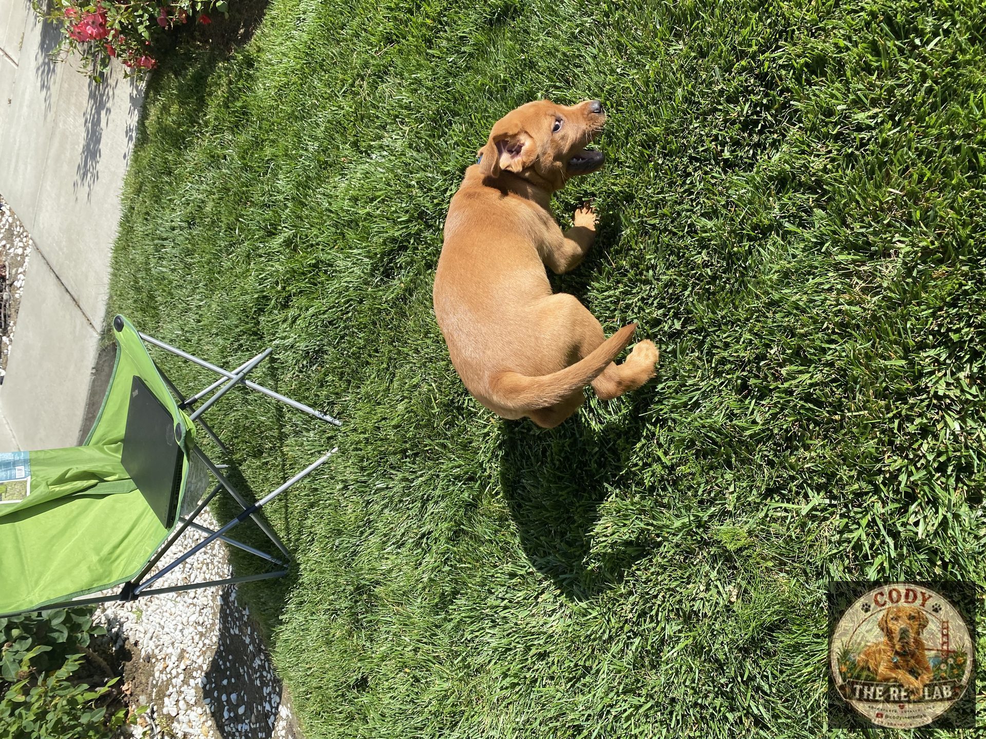 Cody the Red Lab - photo 7