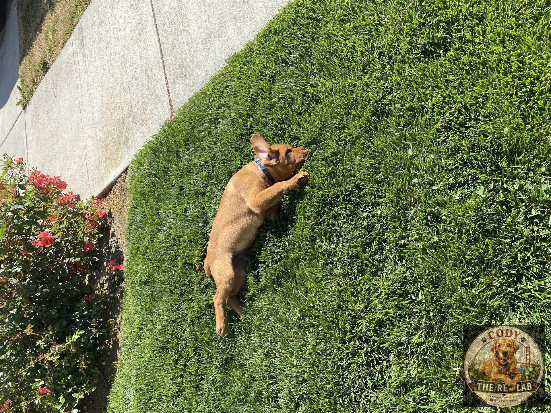 Cody the Red Lab - photo 8