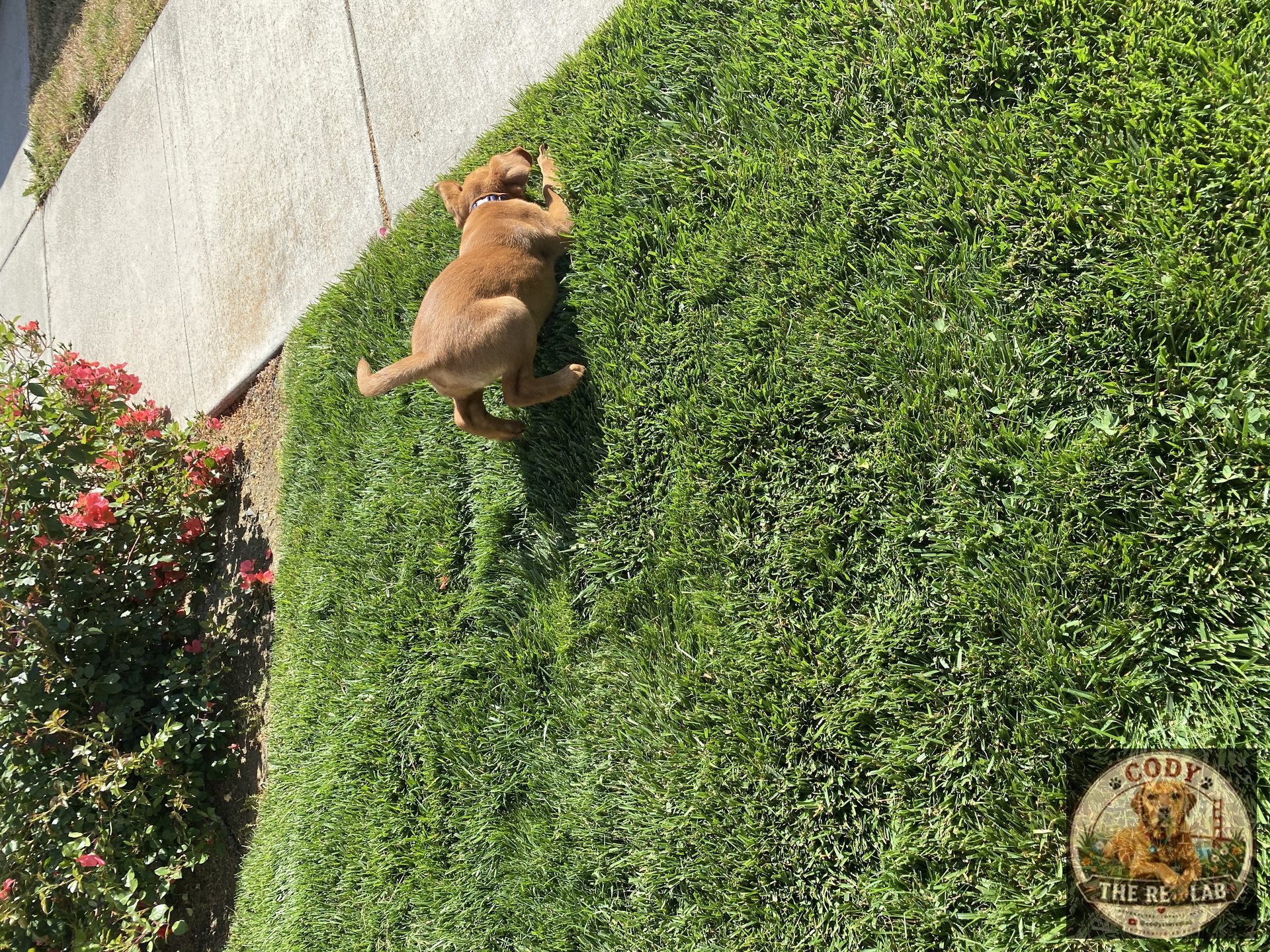Cody the Red Lab - photo 9