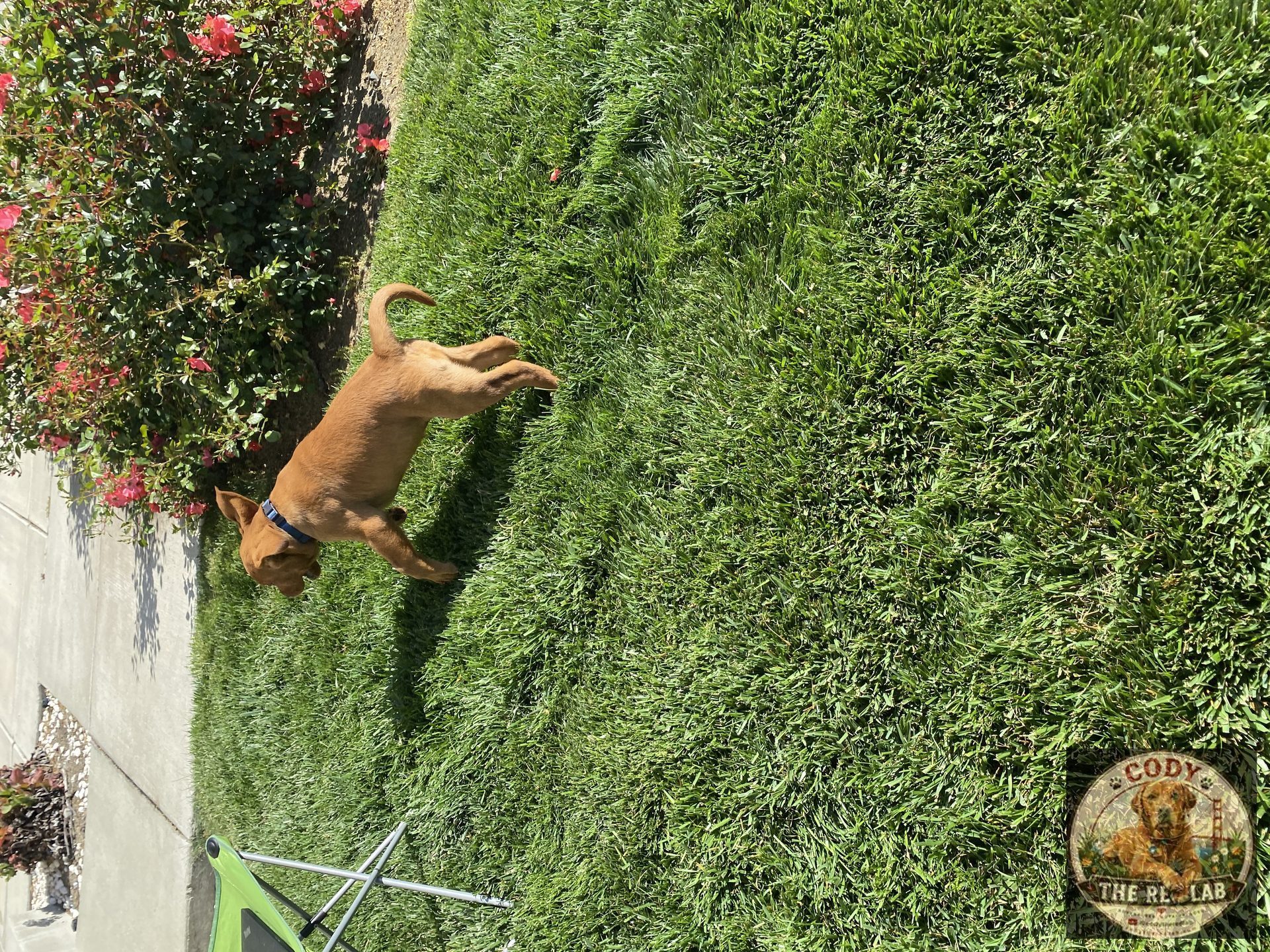 Cody the Red Lab - photo 10