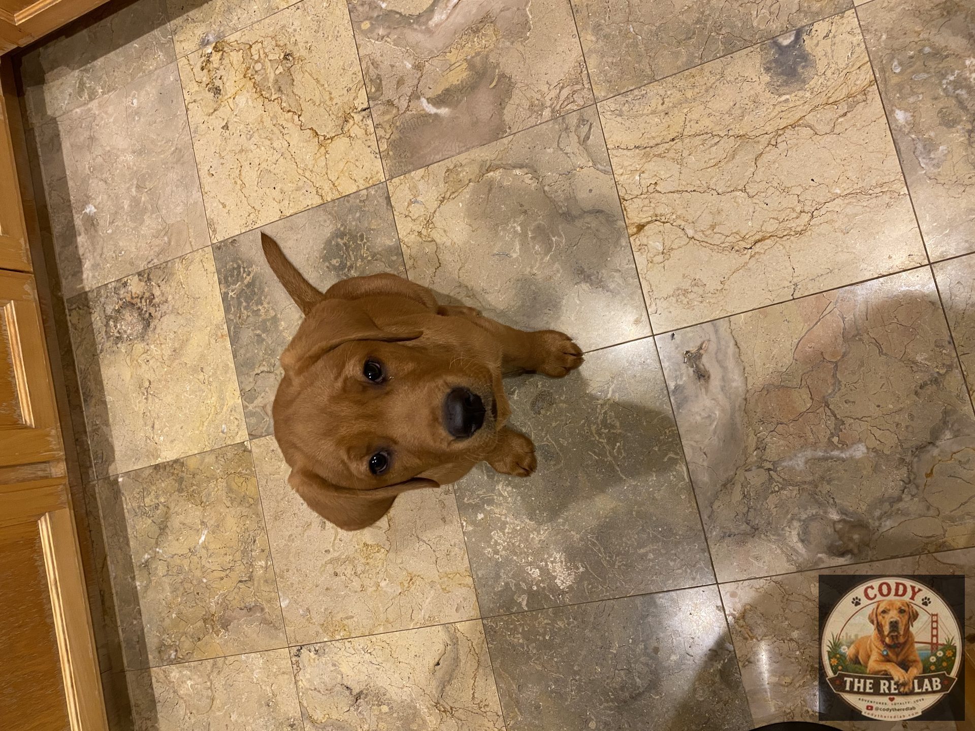 Cody the Red Lab - photo 11
