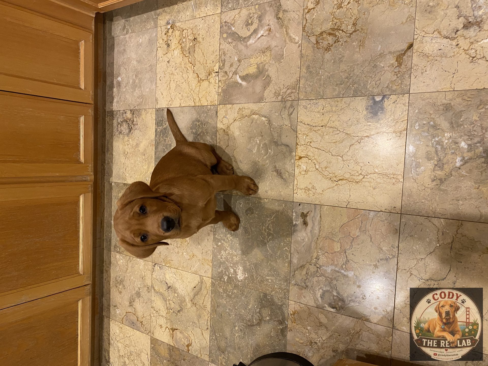Cody the Red Lab - photo 12