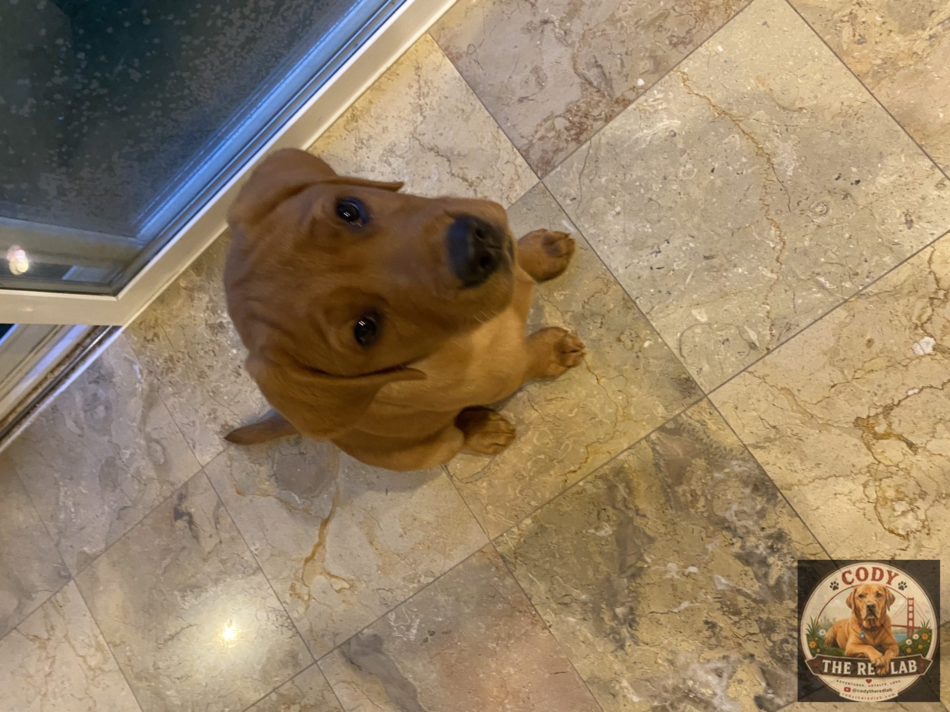 Cody the Red Lab - photo 13