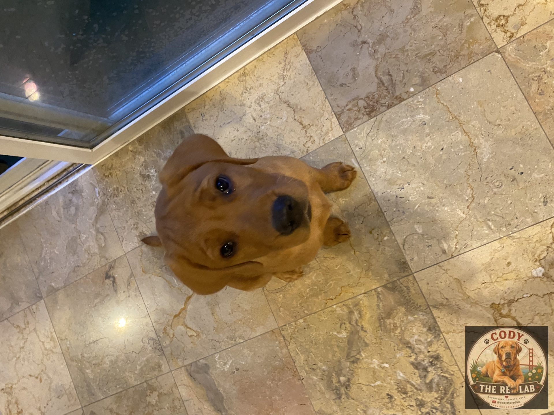 Cody the Red Lab - photo 14