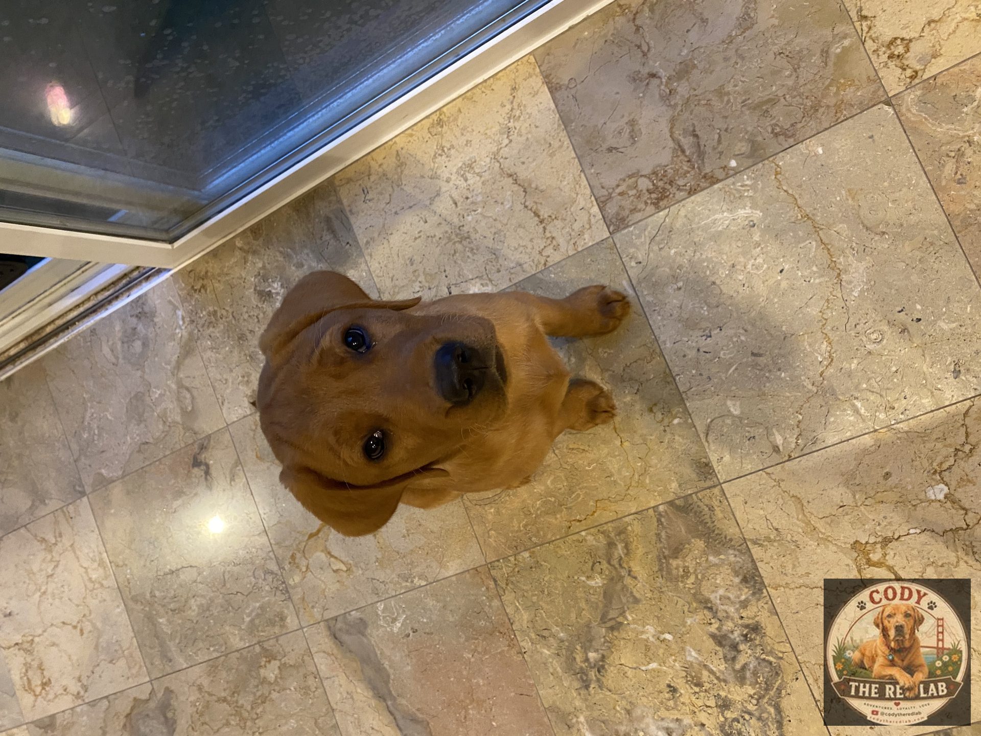 Cody the Red Lab - photo 15