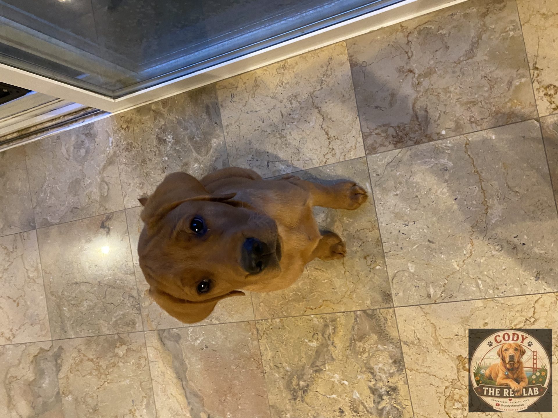 Cody the Red Lab - photo 16