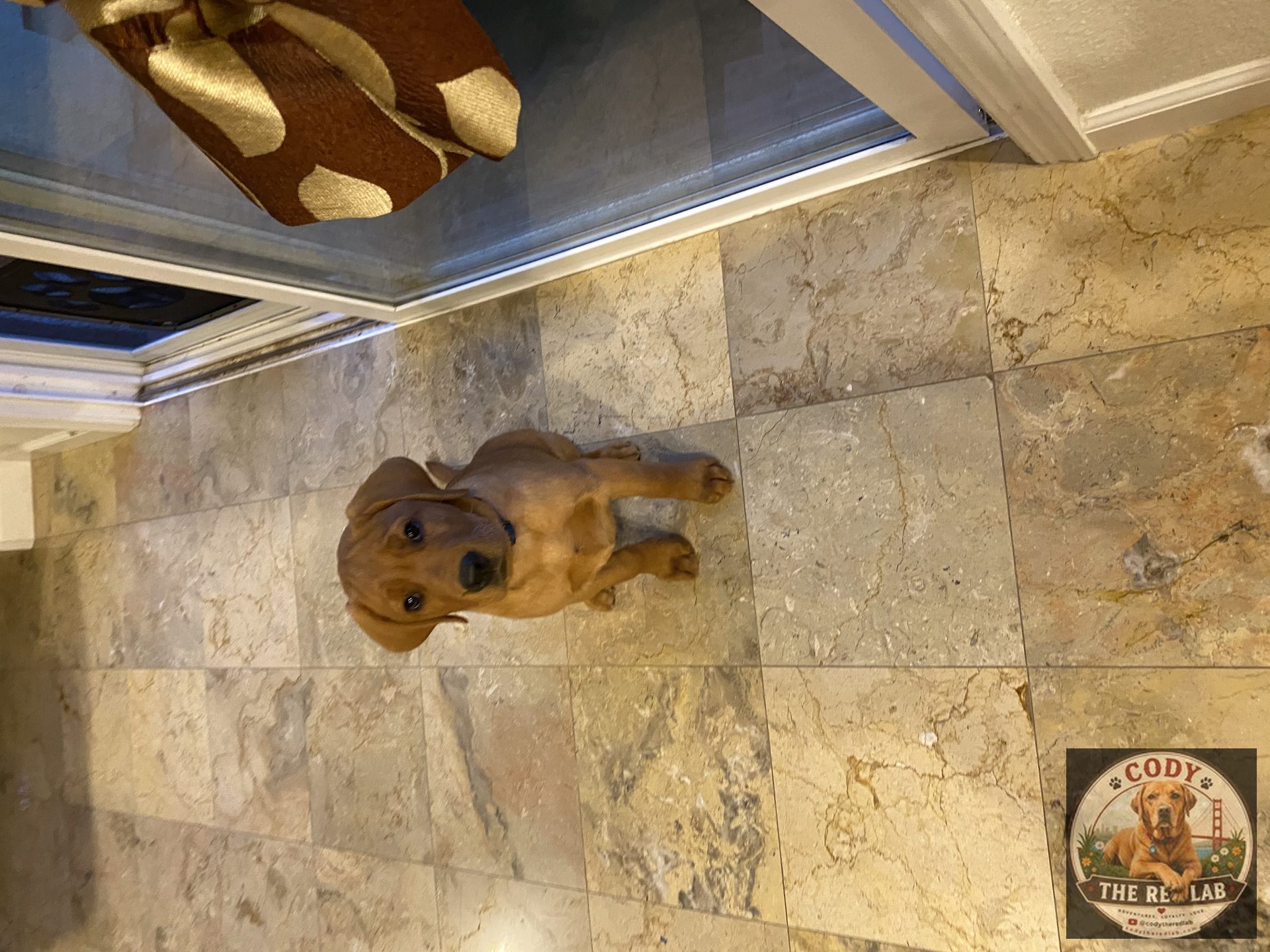 Cody the Red Lab - photo 18