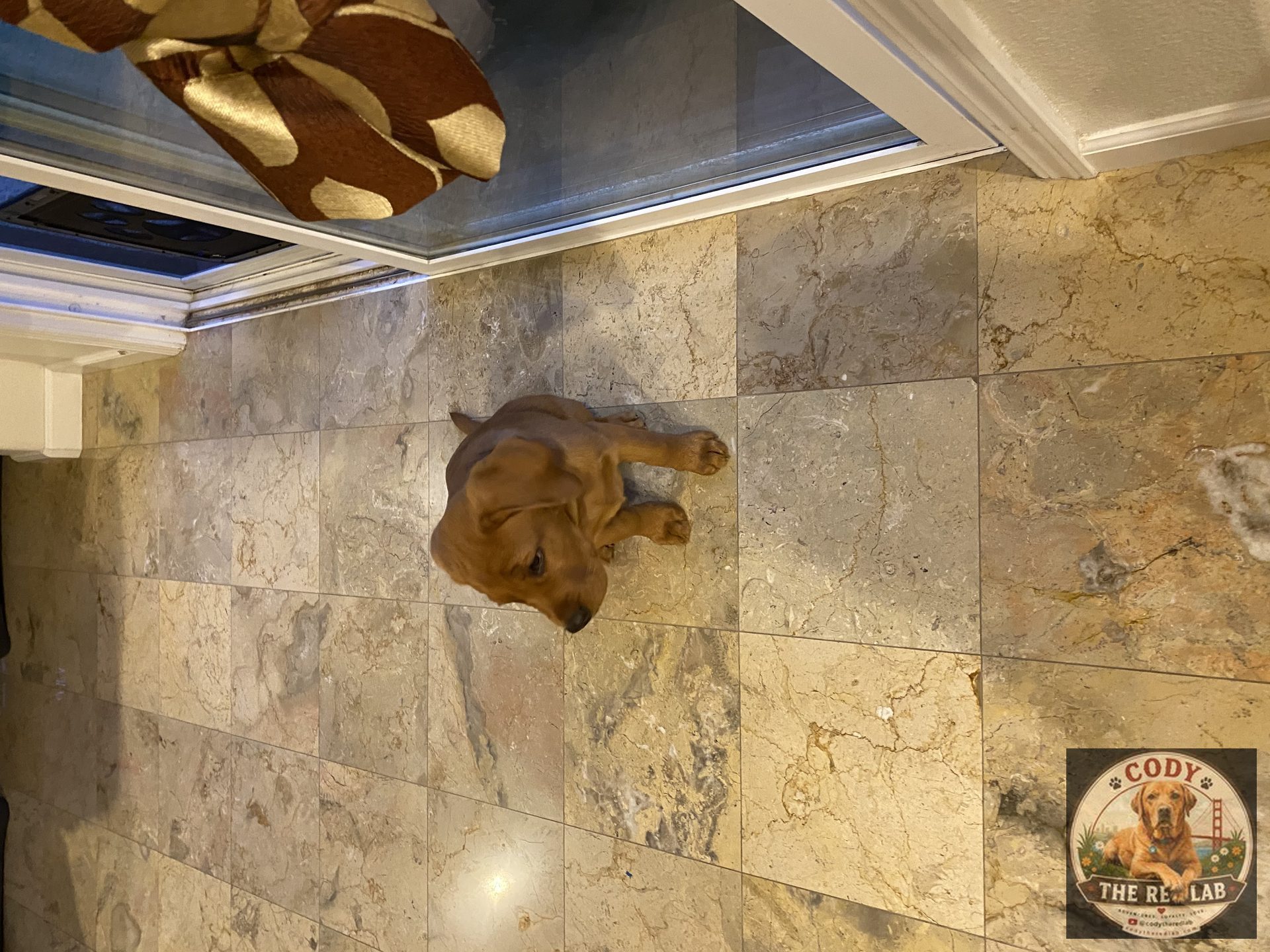 Cody the Red Lab - photo 19
